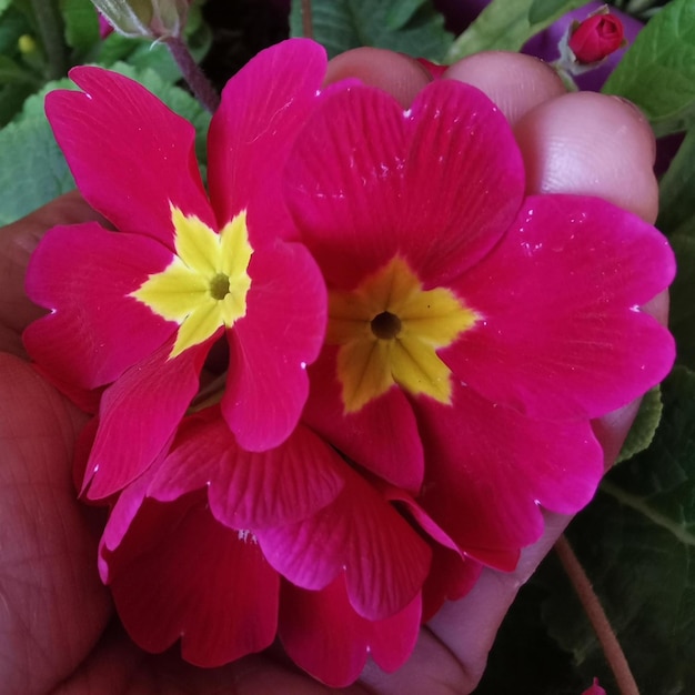 Foto flores de primevere rouge et jaune em plena floração