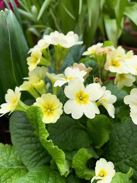 Flores de prímula de primavera fecham flores brancas no gramado entre hortaliças foto de alta qualidade