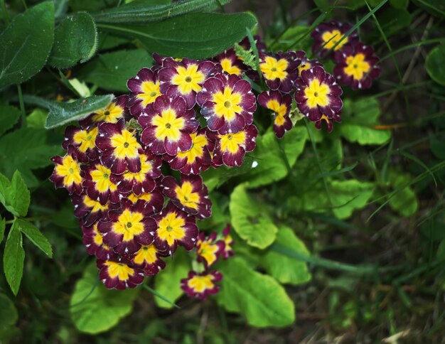 Flores de prímula em flor