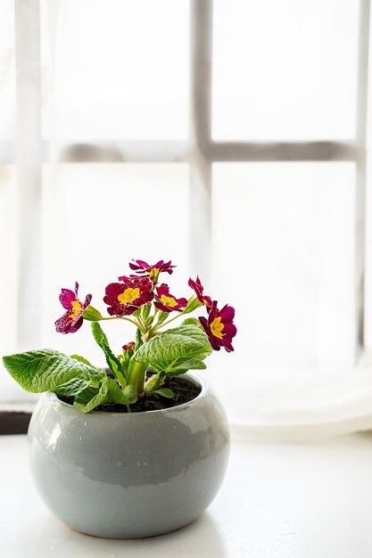 Foto flores de prímula em uma planta de vaso de flores