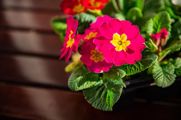 flores de prímula em vaso de flores multicoloridas ao ar livre lindo jardim florido flor de rua