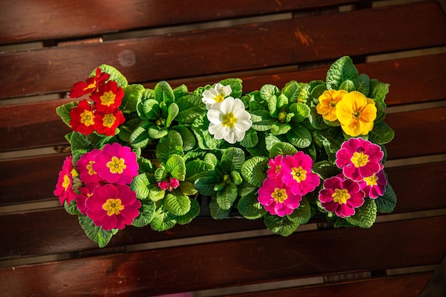 flores de prímula em vaso de flores multicoloridas ao ar livre lindo jardim florido flor de rua