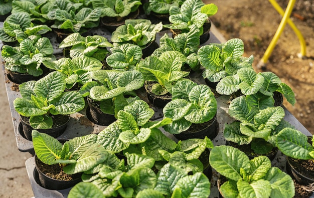 Flores de prímula jovens em conchas para repot em um centro de jardim