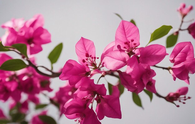 Flores de ramos em flor e inflorescência de buganvilha isoladas em fundo branco Element fo