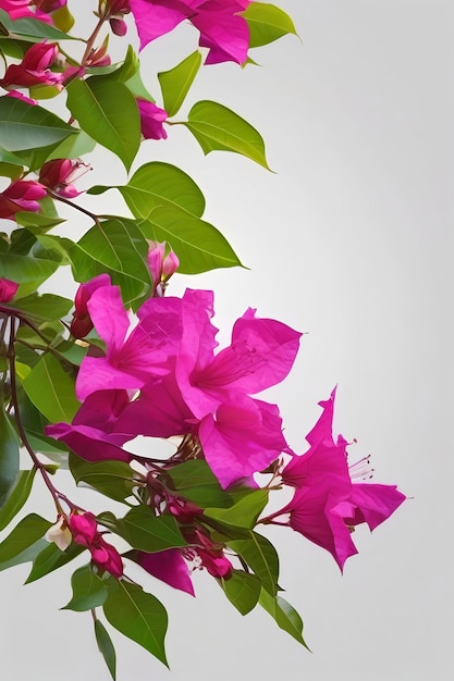 Foto flores de ramos florescentes e inflorescência de bougainvillea isoladas em fundo branco