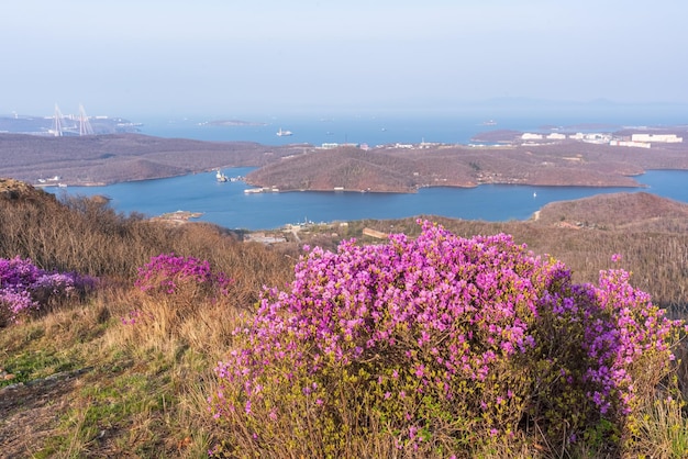 Flores de rhododendron dauricum nomes populares alecrim maralnik rússia vladivostok ilha russa