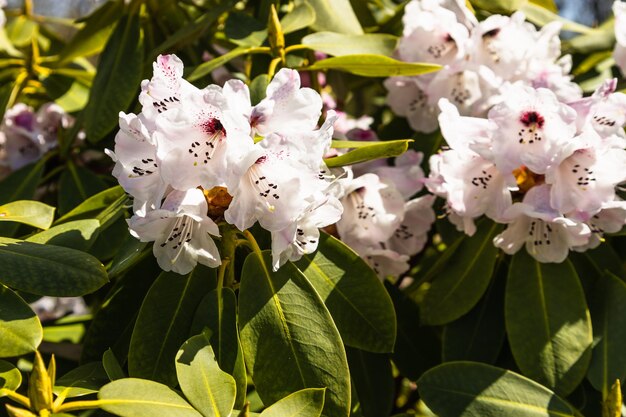 Flores de rododendro crescem e florescem no jardim botânico