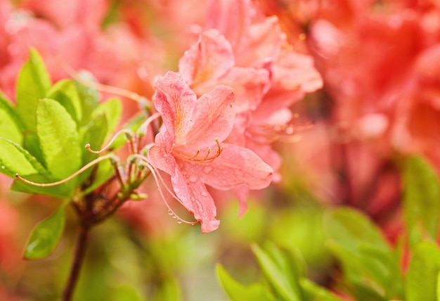 Flores de rododendro laranja e amarela florescendo ao ar livre no jardim