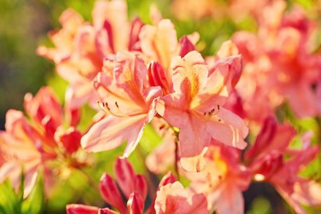 Flores de rododendro laranja florescendo ao ar livre no jardim