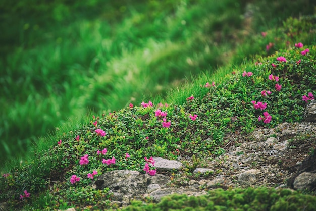 Flores de rododendro rosa crescendo nas montanhas com caminho através do fundo floral da natureza das rochas