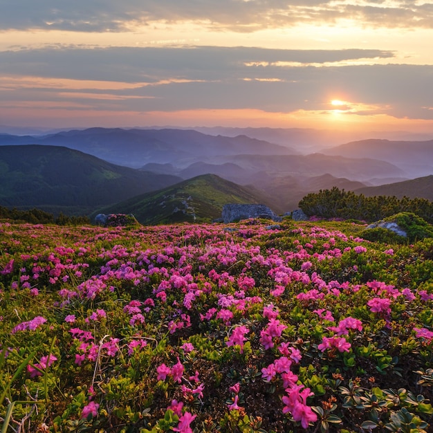 Flores de rododendro rosa rosa na encosta da montanha de verão de manhã cedo Cárpatos Chornohora Ucrânia