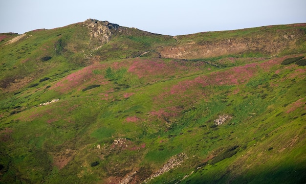 Flores de rododendro rosa rosa na encosta da montanha de verão