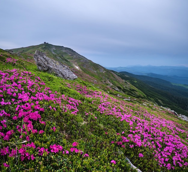 Flores de rododendro rosa rosa na encosta da montanha de verão