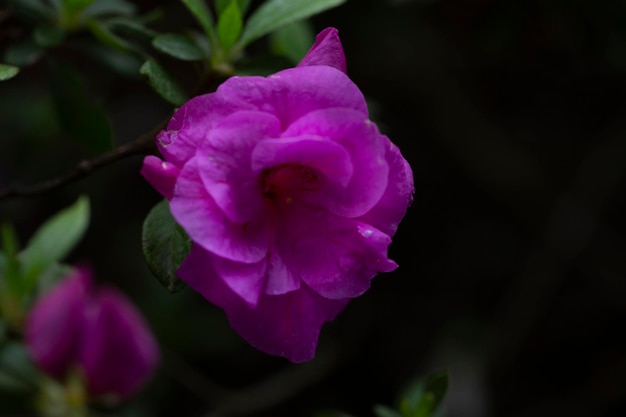 Foto flores de rododendro roxo florescendo no jardim de primavera