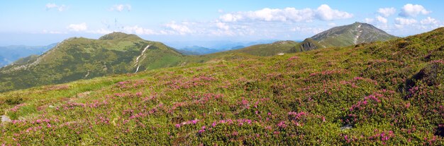 Flores de rododendro vermelho na encosta da montanha de verão. três tiros costuram a imagem.