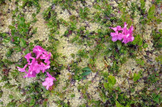 Flores de rododendros. Tapete da natureza. Beleza na natureza