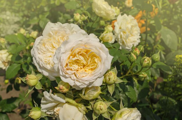 Flores de rosa branca e amarela de Bush no fundo da natureza Rosas brancas e amarelas frescas no jardim ensolarado