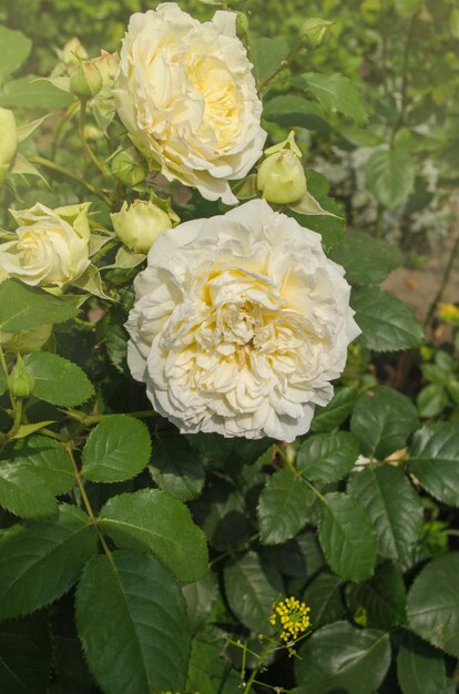 Flores de rosa branca e amarela de Bush no fundo da natureza Rosas brancas e amarelas frescas no jardim ensolarado