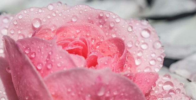 Flores de rosa cor de rosa e pétalas brancas com gotas e fundo desfocado aromaterapia e conceito de spa