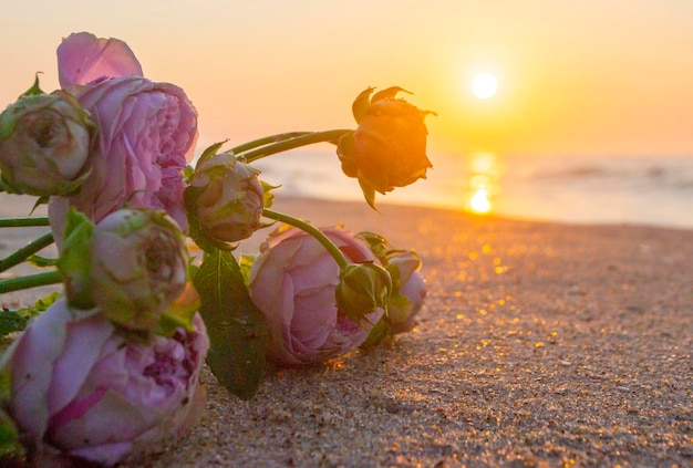 Flores de rosa deitadas na areia da praia da costa do mar ao pôr-do-sol amanhecer close-up florescendo florescendo