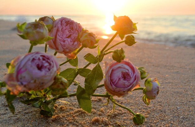 Flores de rosa deitadas na areia da praia da costa do mar ao pôr-do-sol amanhecer close-up florescendo florescendo