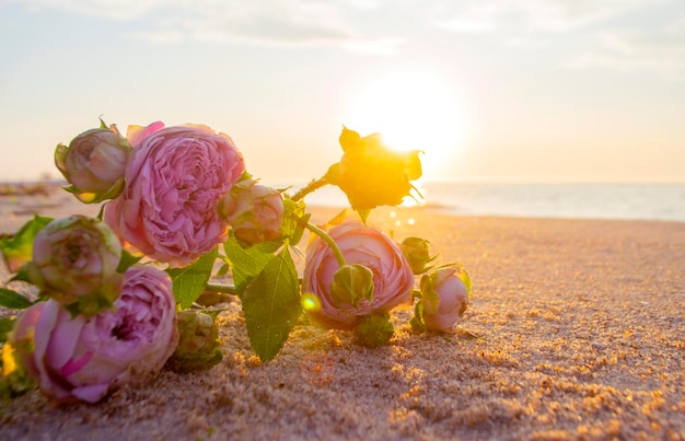 Flores de rosa deitadas na areia da praia da costa do mar ao pôr-do-sol amanhecer close-up florescendo florescendo