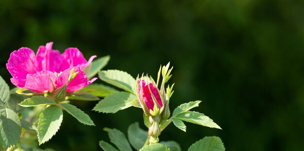 Flores de rosa mosqueta iluminadas pelo sol. Beleza natural da natureza. Foco seletivo no botão de rosa mosqueta.