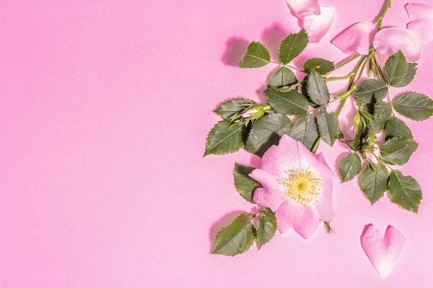 Flores de Rosa Mosqueta isoladas em fundo rosa. Ingrediente para bebida vitamínica de verão, luz forte, sombra escura, vista de cima