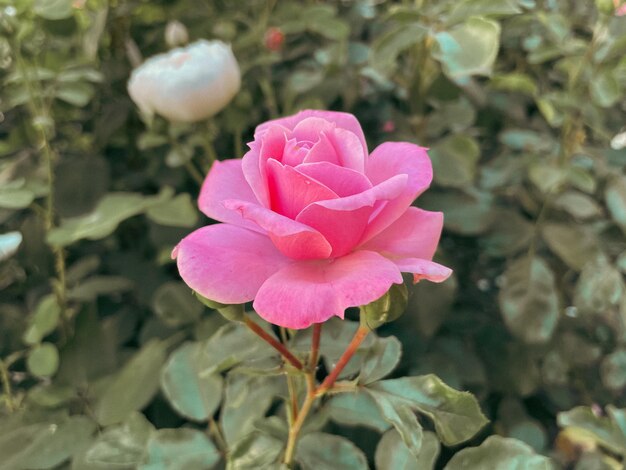 Foto flores de rosa no jardim