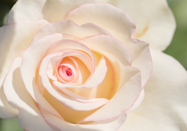 Flores de rosa rosa para casamento de amor e dia dos namorados.