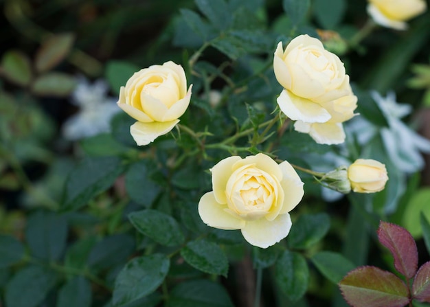 Flores de rosas amarelas no jardim