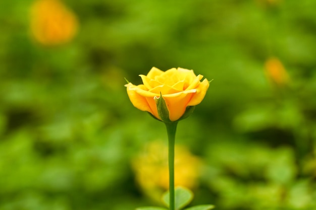 flores de rosas amarelas