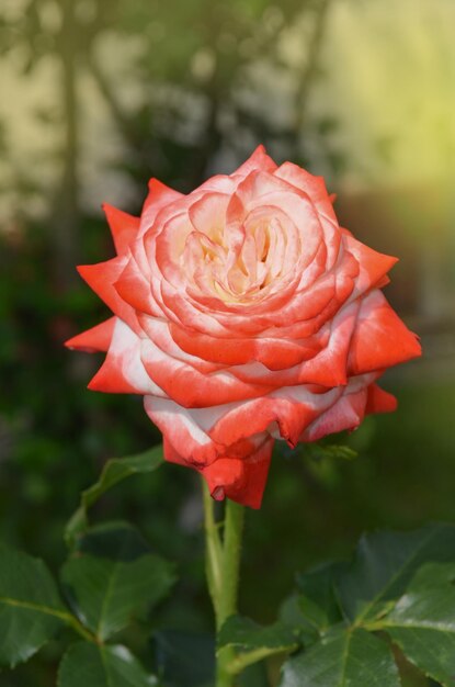 Flores de rosas brancas e vermelhas no jardim Rosas brancas e vermelhas em um jardim Rosa de chá híbrida