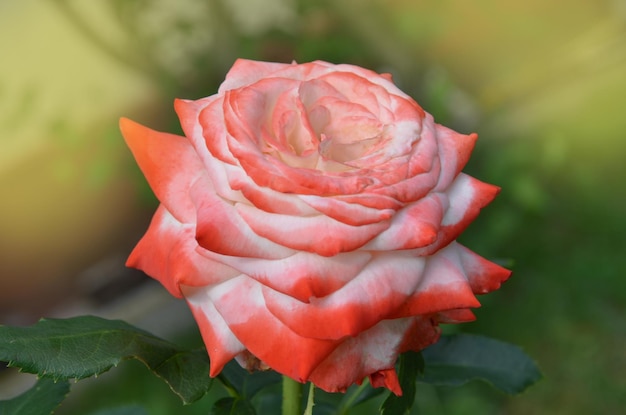 Flores de rosas brancas e vermelhas no jardim Rosas brancas e vermelhas em um jardim Rose Nostalgie no jardim