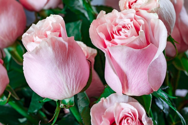 Flores de rosas com pétalas de rosa em botões closeup foco seletivo