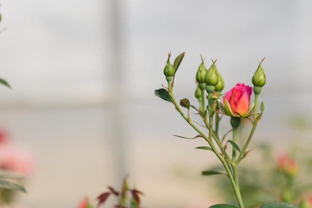 Foto flores de rosas cor de rosa crescendo ao ar livre na natureza do jardim de verão