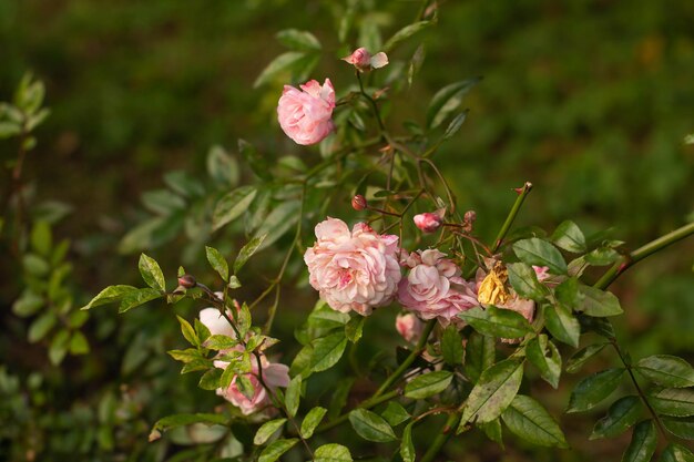 Flores de rosas cor de rosa florescendo em um fundo verde