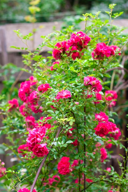 Flores de rosas de escalada