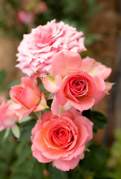 Flores de rosas florescem no verão no jardim rosas Lindas flores de rosas fecham