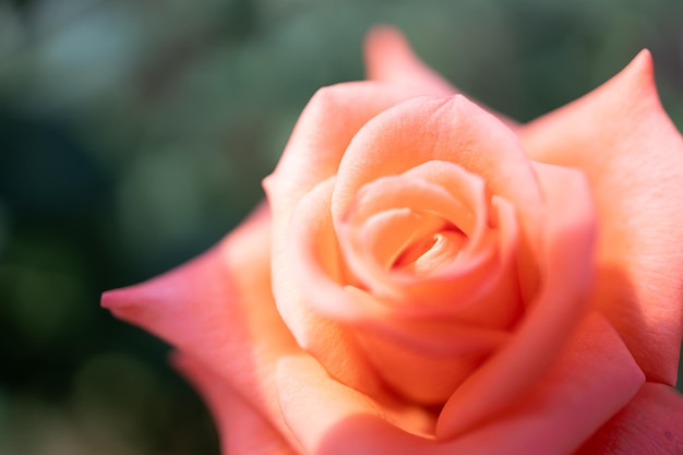 Flores de rosas florescem no verão no jardim rosas Lindas flores de rosas fecham