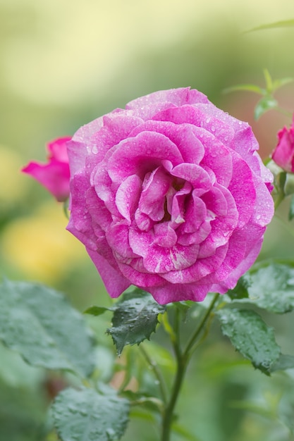 Flores de rosas lilases roxas no jardim