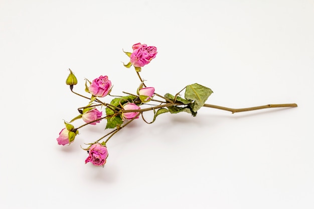 Foto flores de rosas secas isoladas