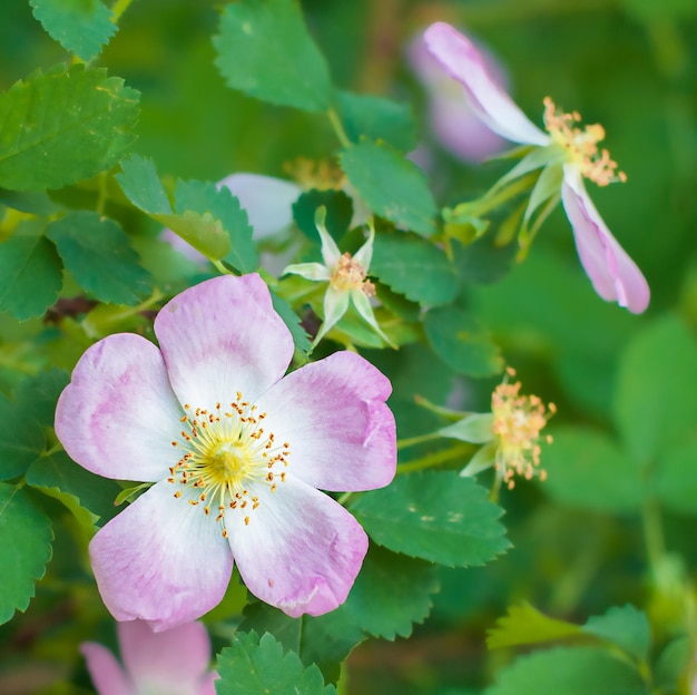 flores de rosas selvagens em fundo verde