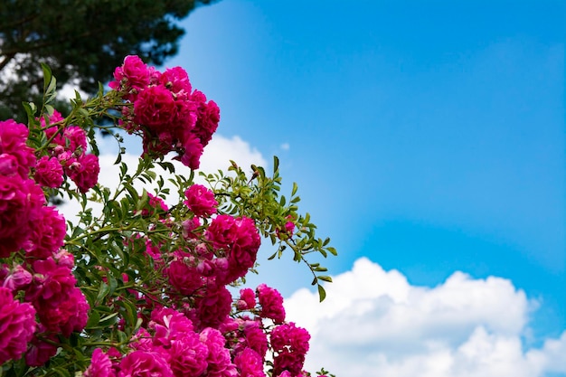 Flores de rosas vermelhas de Bush od sobre fundo de céu azul. Arbusto de rosas florescendo close-up.