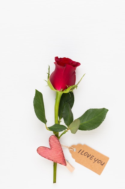 Flores de rosas vermelhas em fundo branco. Camada plana, vista superior, espaço de cópia.