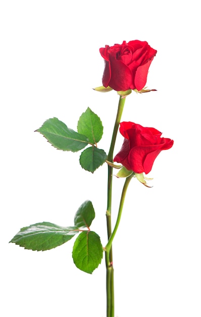 Flores de rosas vermelhas isoladas em um fundo branco