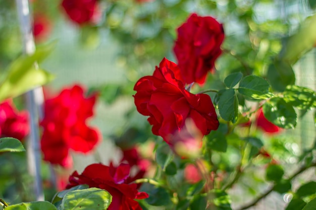 Flores de rosas vermelhas no fundo do jardim