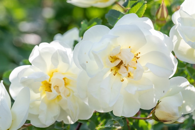 Flores de roseira branca natural close-up. Floração de primavera e verão. Beleza da natureza. Foco seletivo.