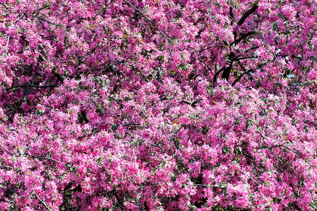 Flores de Sakura desabrochando na primavera. Cerejeira em flor rosa em dia ensolarado. Natureza, beleza, meio ambiente. Conceito de estação de florescência de Sakura. Renovação, renascimento, despertar de uma nova vida.