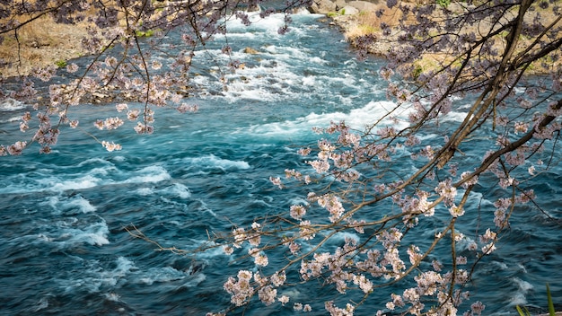 flores de sakura e fundo do rio